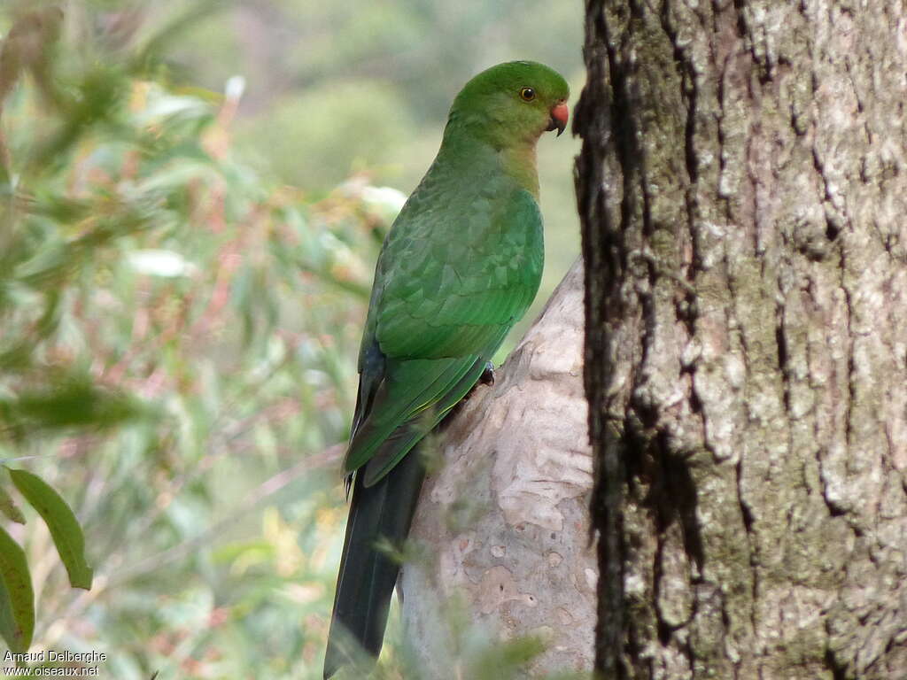 Perruche royale femelle adulte, identification