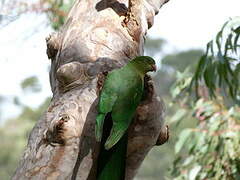 Australian King Parrot