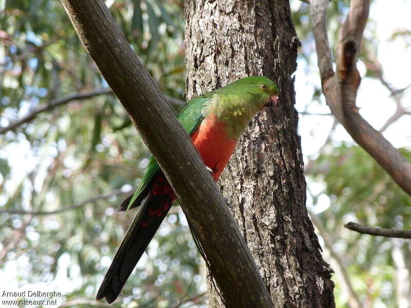 Australian King Parrot female adult, identification
