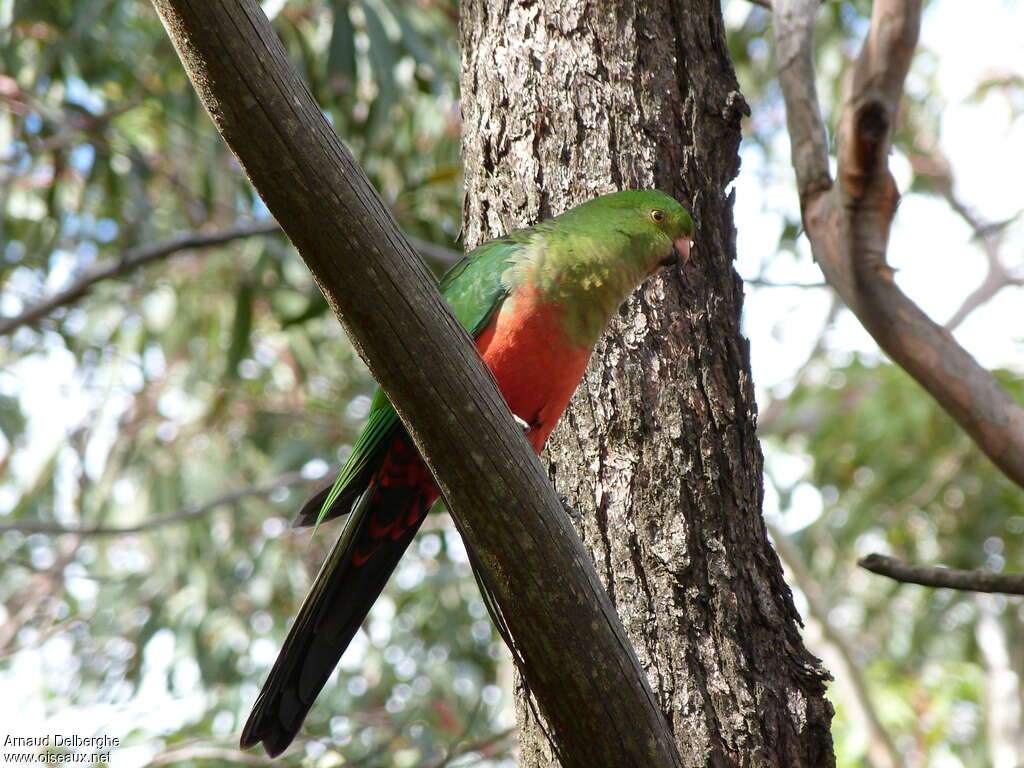 Australian King Parrot female adult, identification