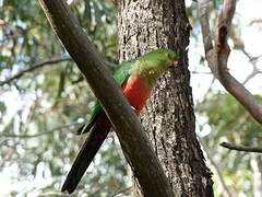 Australian King Parrot