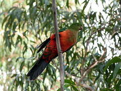 Australian King Parrot