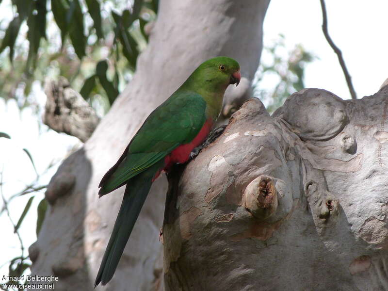 Australian King Parrot female adult, Reproduction-nesting