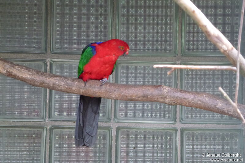 Moluccan King Parrot