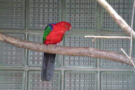 Moluccan King Parrot