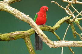 Moluccan King Parrot