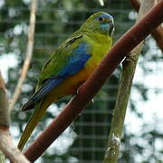 Turquoise Parrot