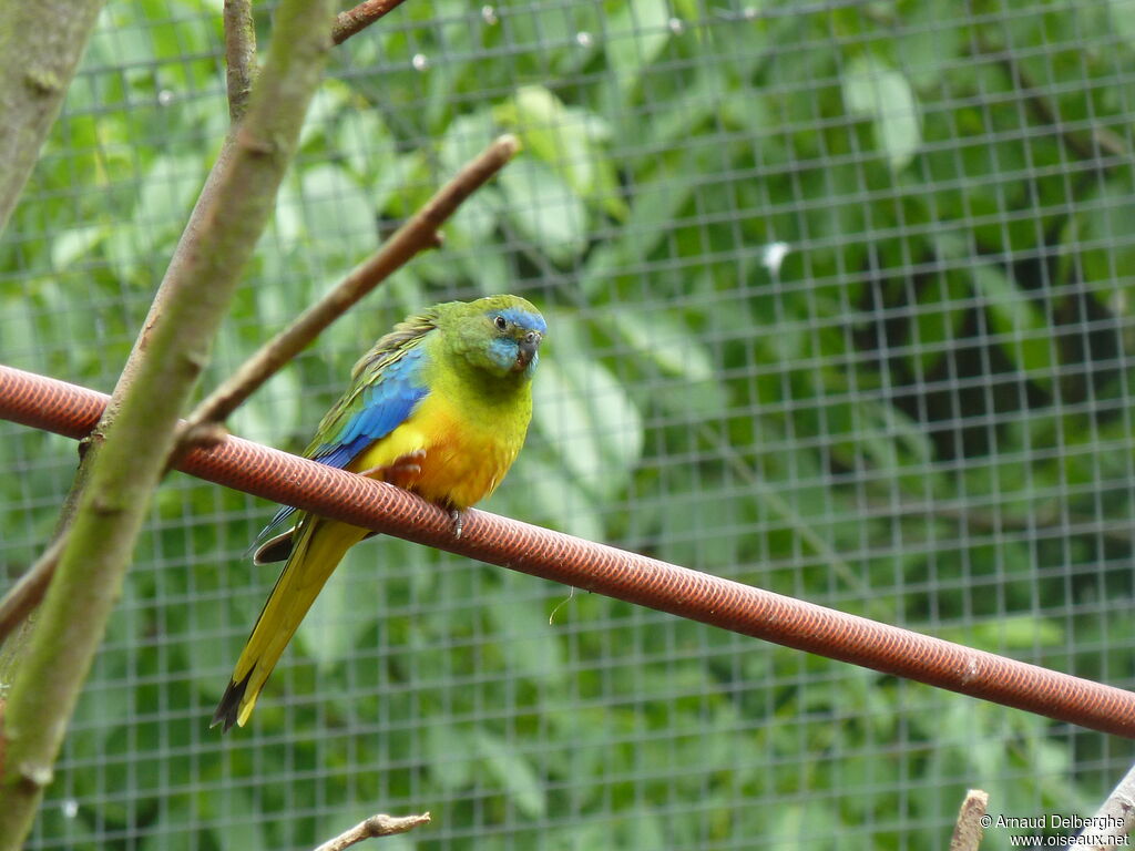 Turquoise Parrot