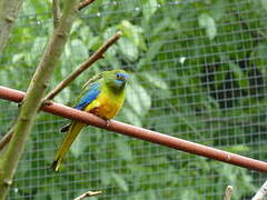 Turquoise Parrot