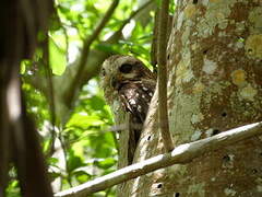 Bare-legged Owl