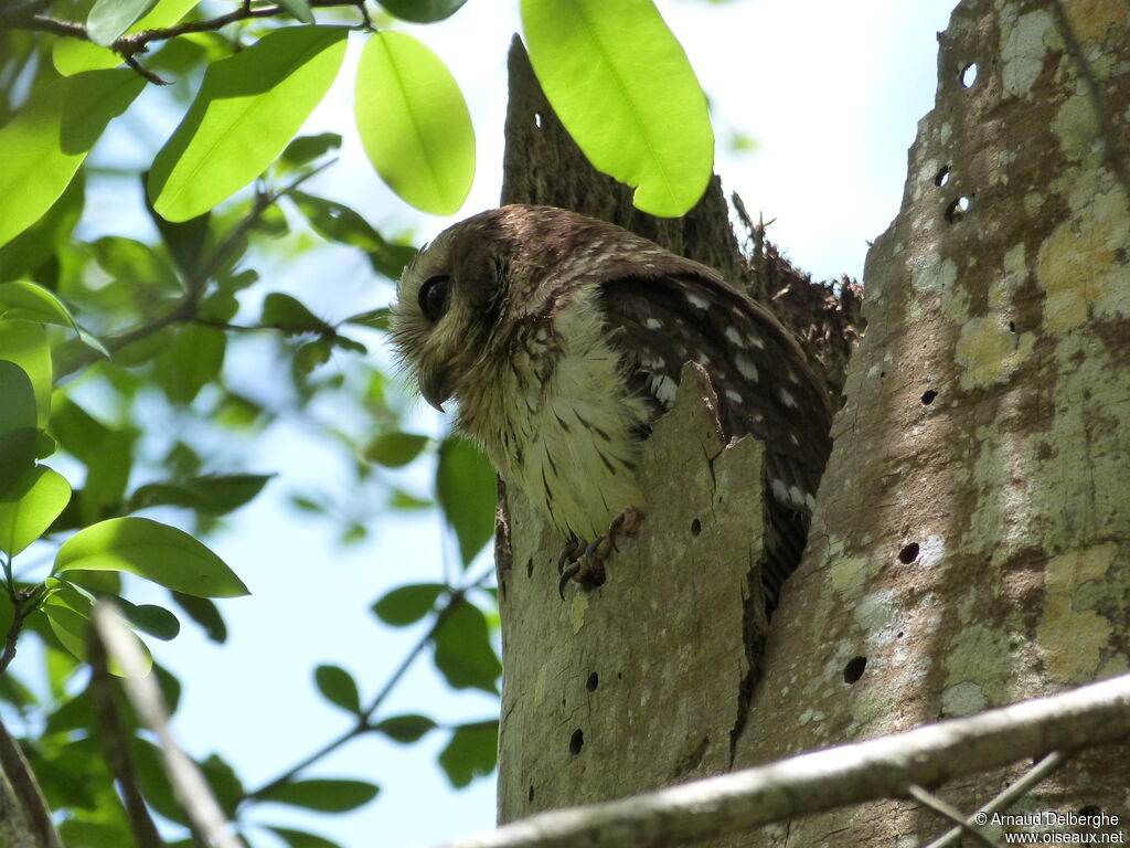 Bare-legged Owl