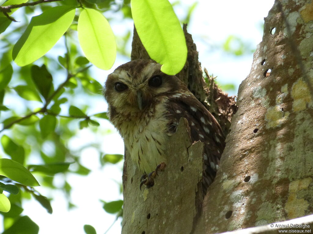 Bare-legged Owl