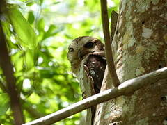 Bare-legged Owl