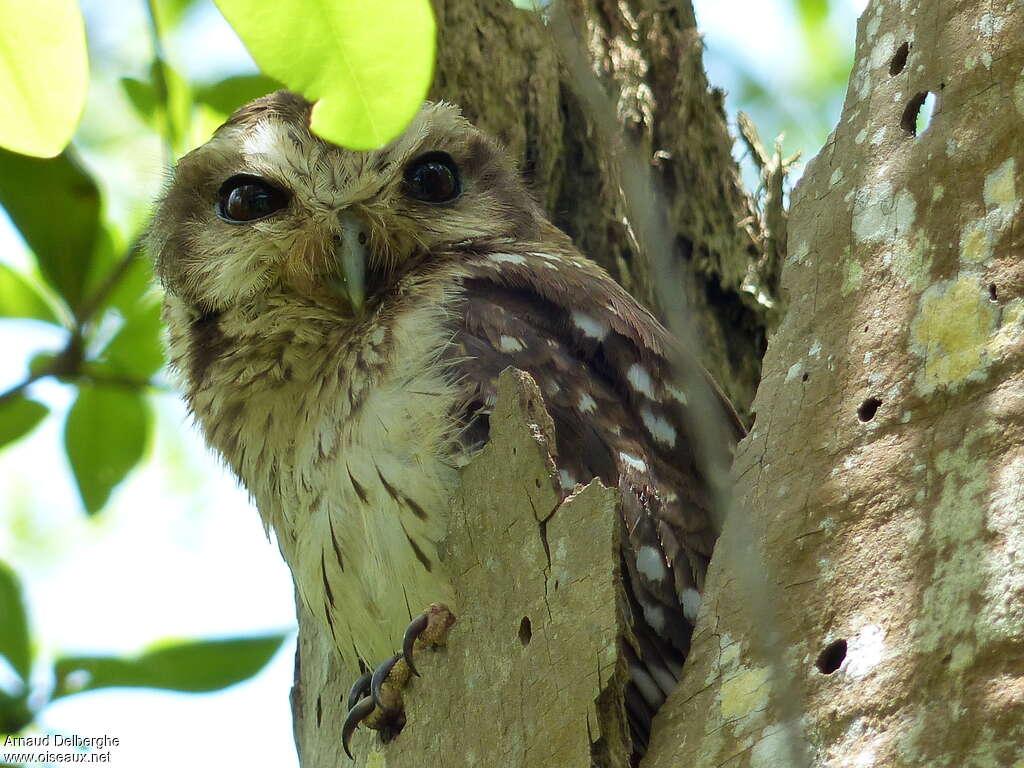 Bare-legged Owladult, identification