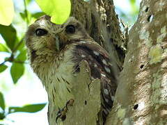 Bare-legged Owl