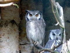 Southern White-faced Owl