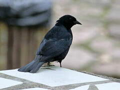 Tawny-shouldered Blackbird