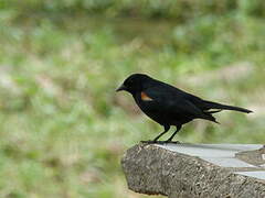 Tawny-shouldered Blackbird