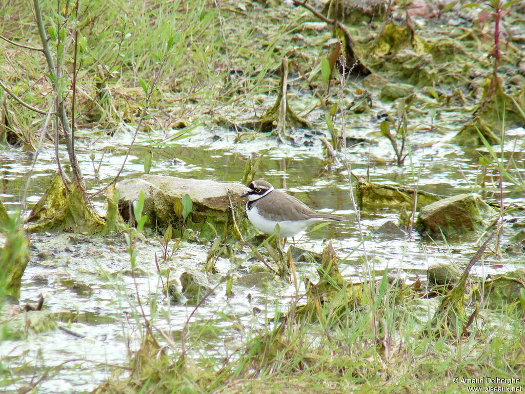 Little Ringed Plover