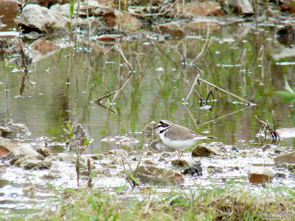 Little Ringed Plover