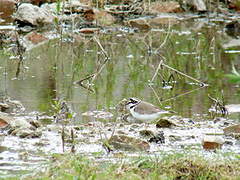 Little Ringed Plover