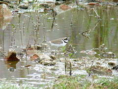 Little Ringed Plover