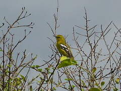 Common Iora