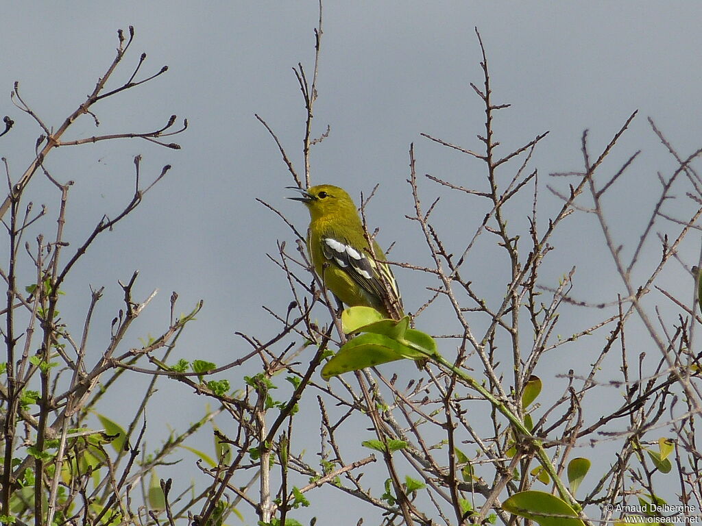 Common Iora