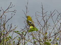 Common Iora