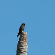 Little Woodswallow