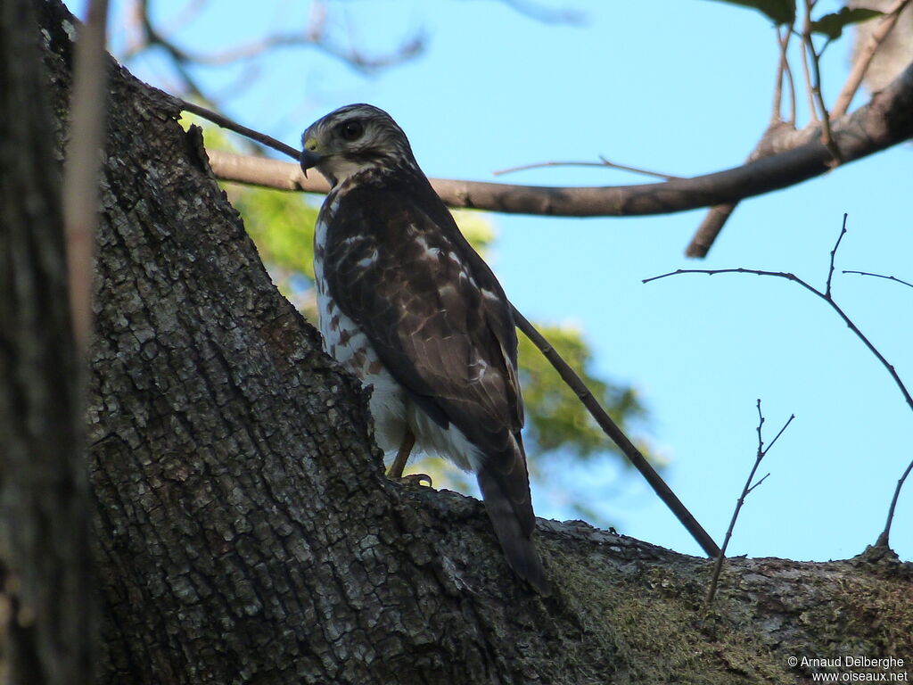 Broad-winged Hawk