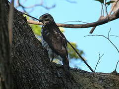 Broad-winged Hawk