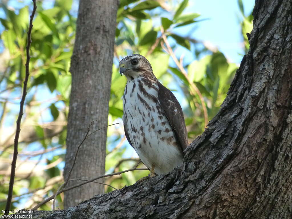 Broad-winged Hawkjuvenile, identification