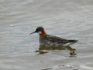 Phalarope à bec étroit