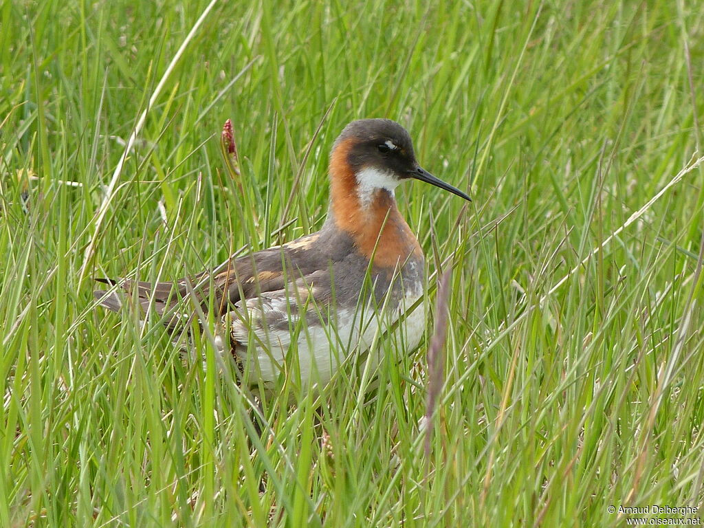 Phalarope à bec étroit