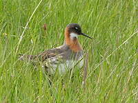 Phalarope à bec étroit