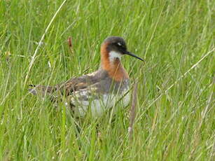 Phalarope à bec étroit
