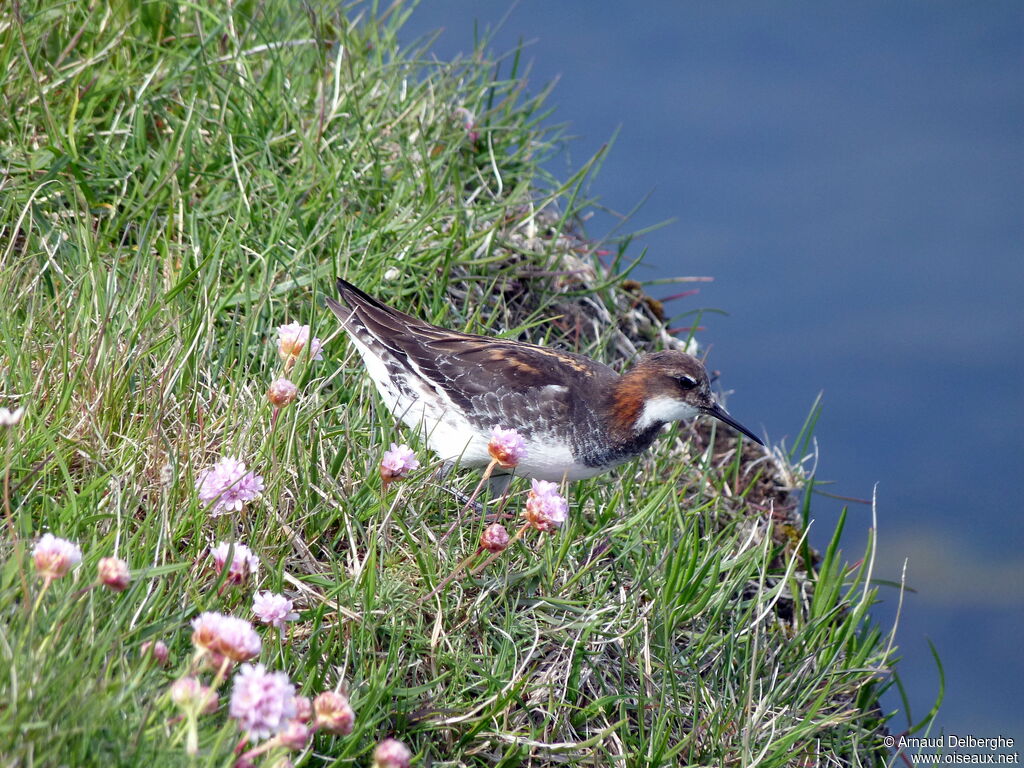 Phalarope à bec étroit