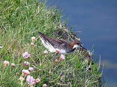 Red-necked Phalarope