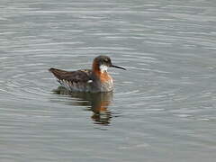 Red-necked Phalarope