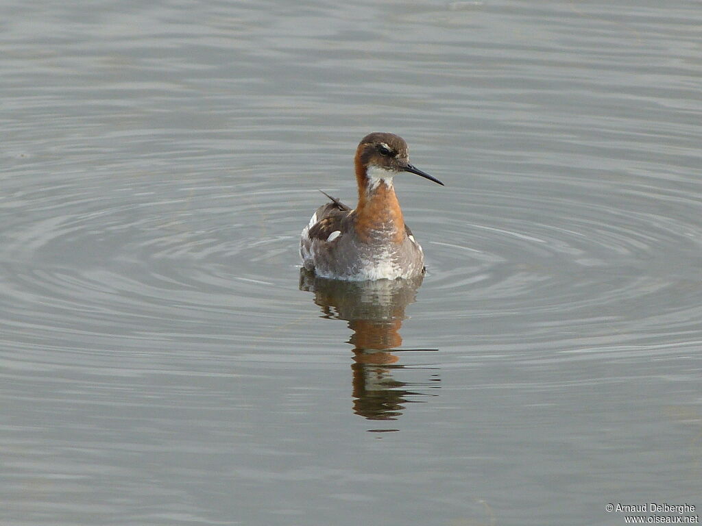 Phalarope à bec étroit