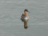 Phalarope à bec étroit