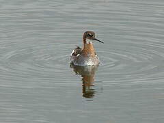 Red-necked Phalarope