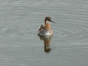 Phalarope à bec étroit