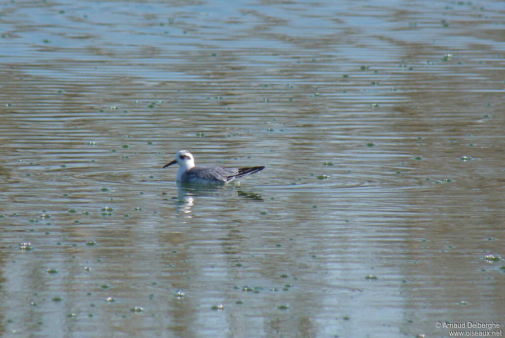 Phalarope à bec large