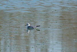 Red Phalarope