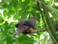 Brown Cuckoo-Dove