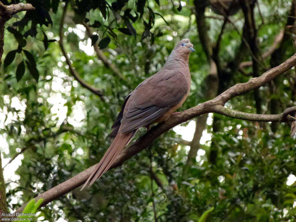 Phasianelle bruneadulte, identification