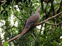 Brown Cuckoo-Dove