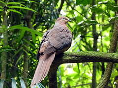 Brown Cuckoo-Dove